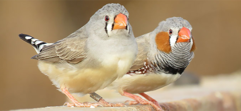 Ученые обнаружили сходство между человеческим языком и пением птиц