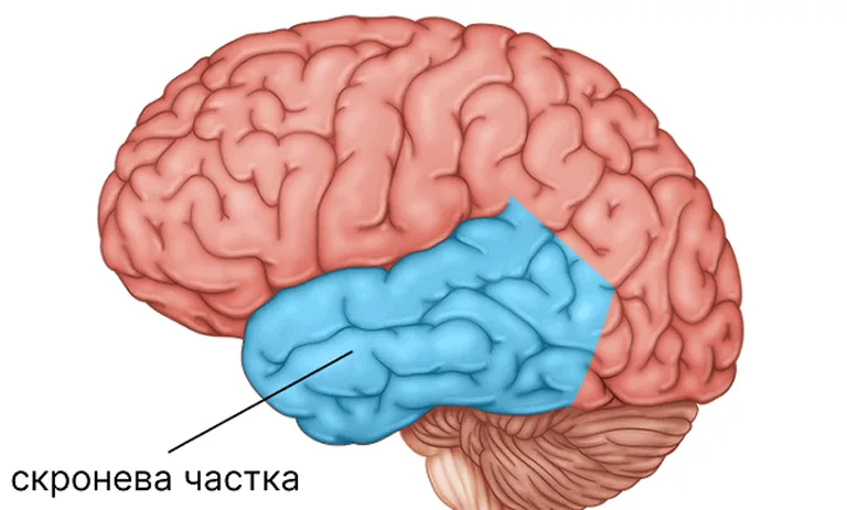 Розвиваємо скроневі ділянки мозку дитини